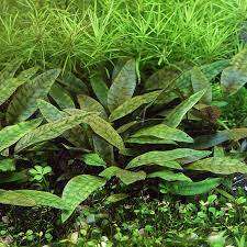 Cryptocoryne Purpurea (svært sjelden)
