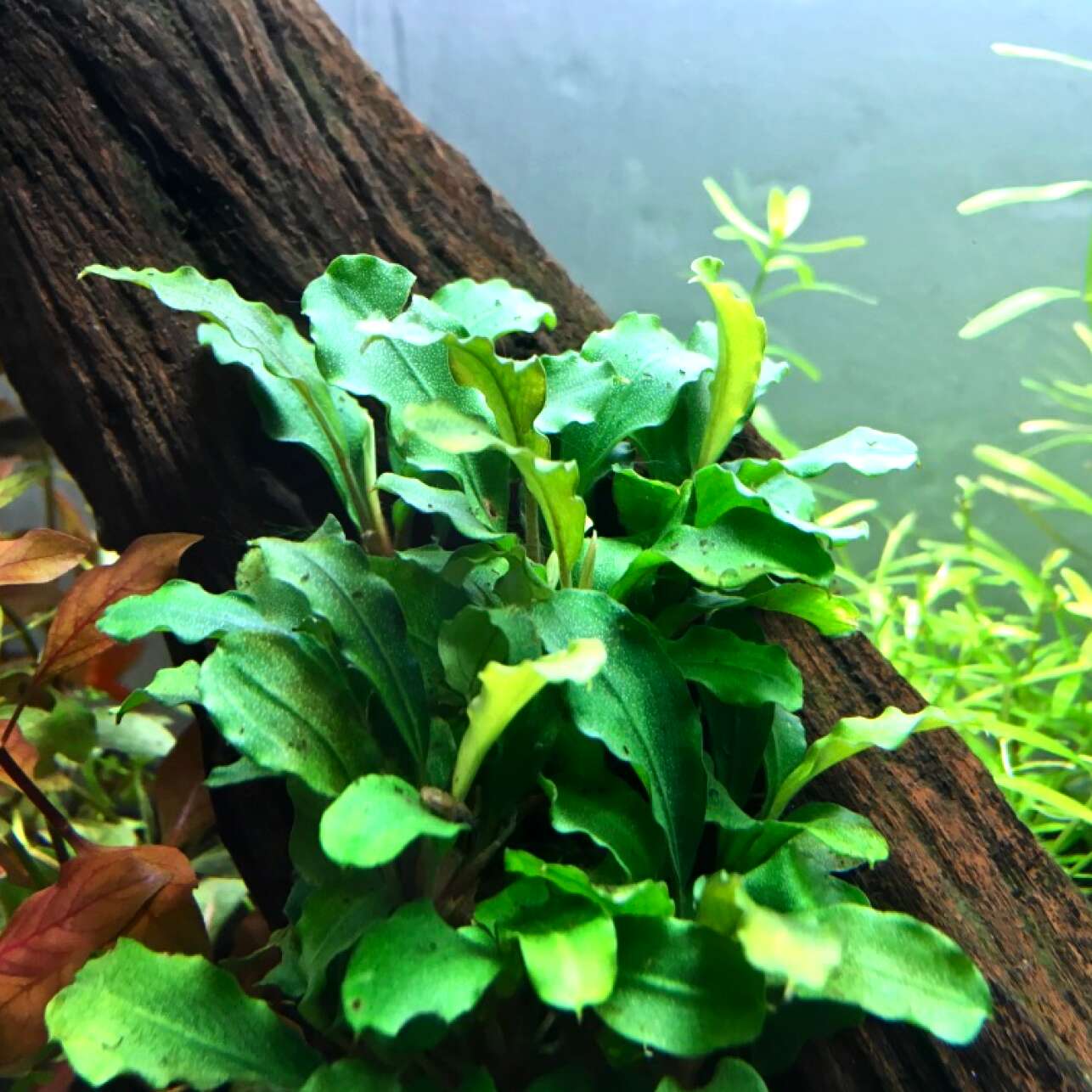 Bucephalandra wavy leaf