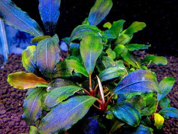 Bucephalandra sp.Brownie nvitro