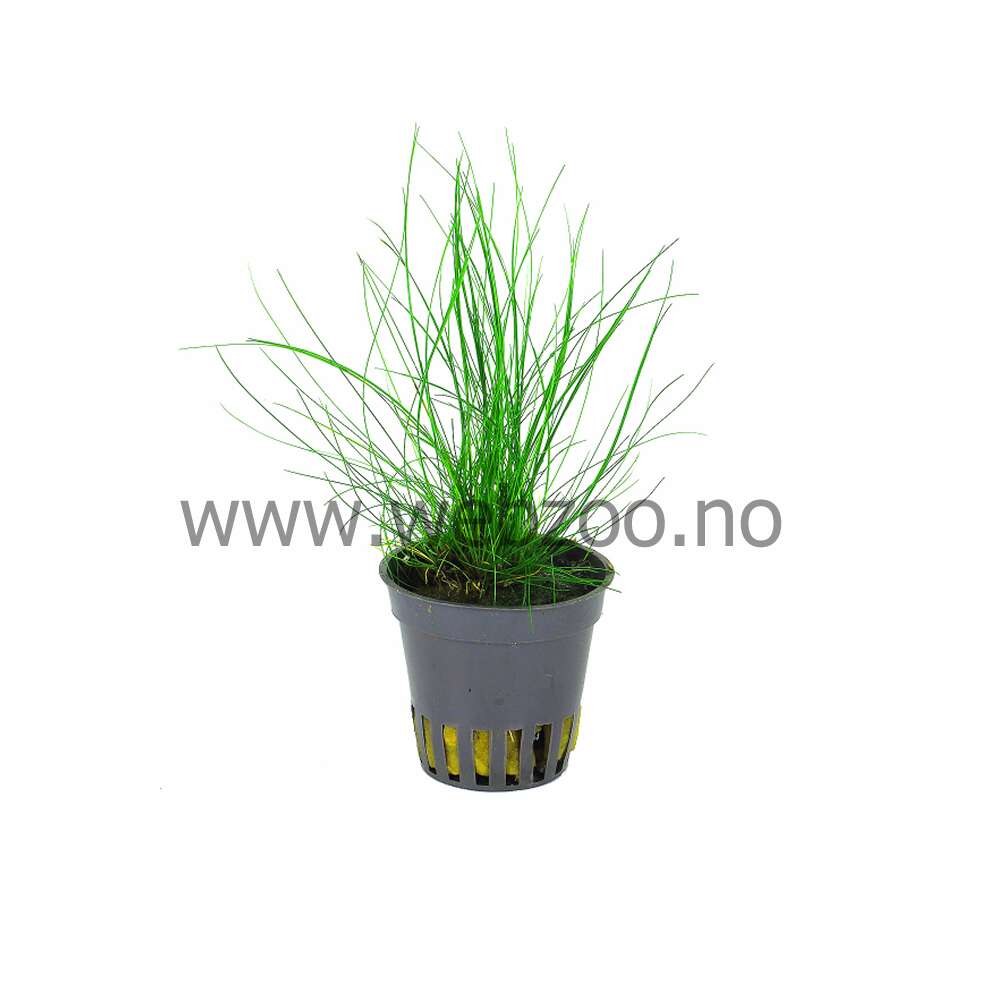 Eleocharis Parvula invitro