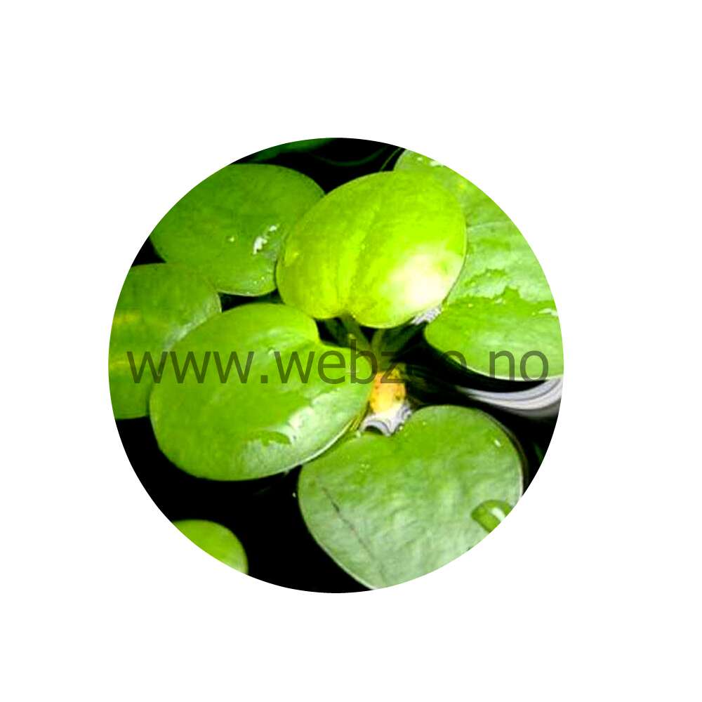 Limnobium Spongia cup