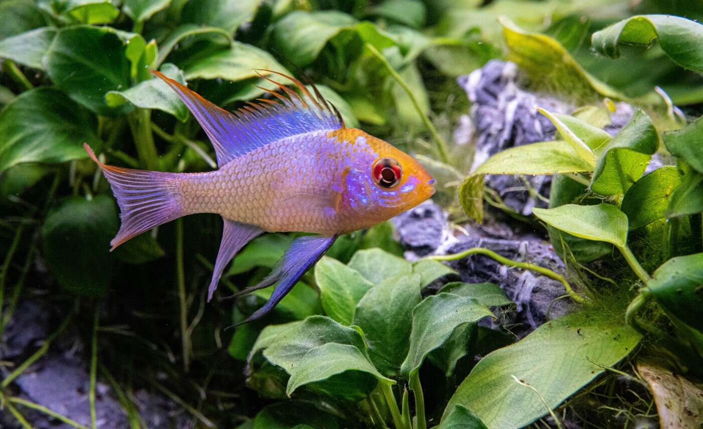 Layout 124 - Ndokulandela (54 L)