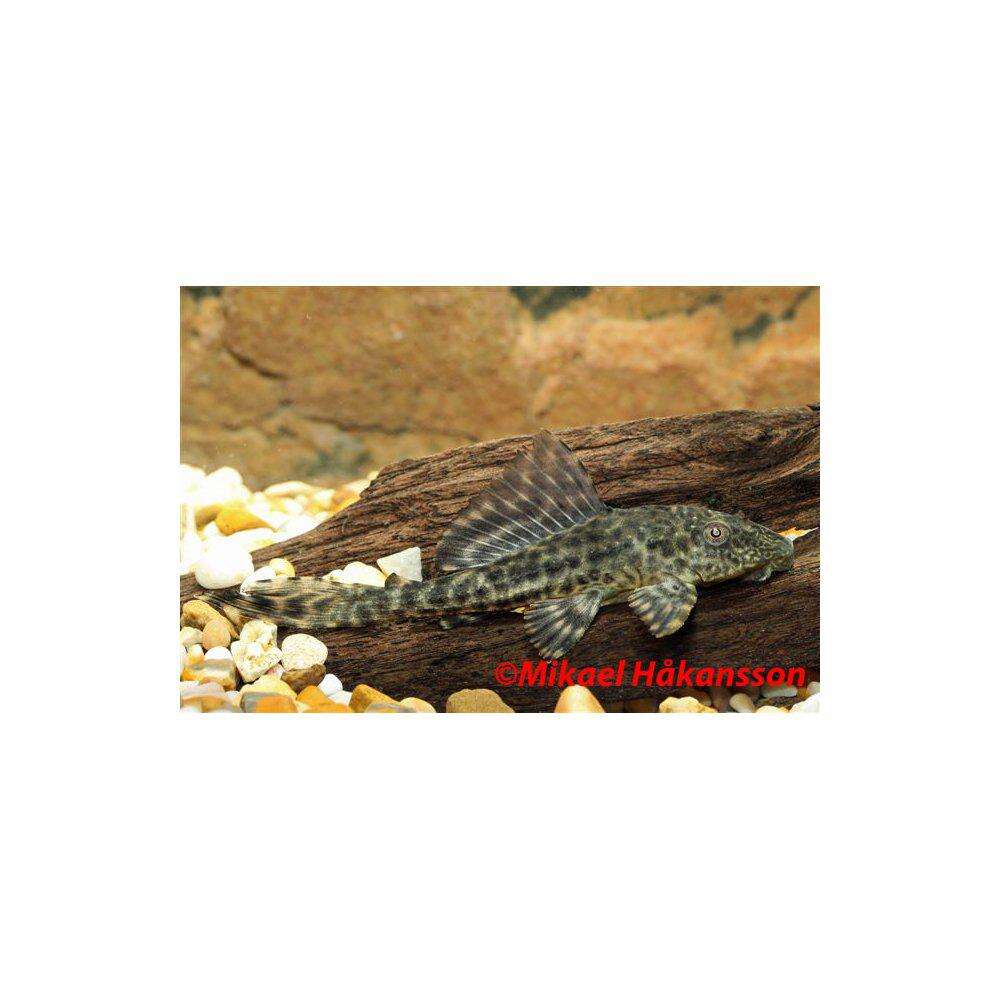 Plecostomus (Pterygoplichthys pardalis) Syd Amerika