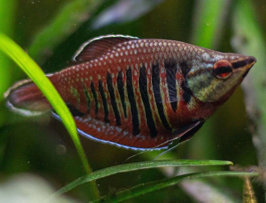 VAILLANTS SJOKOLADE GURAMI (Sphaerichthys vaillanti)