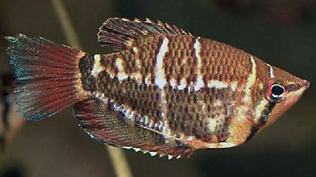SJOKLADGURAMI SELATANENSIS (Sphaerichthys selatanensis)