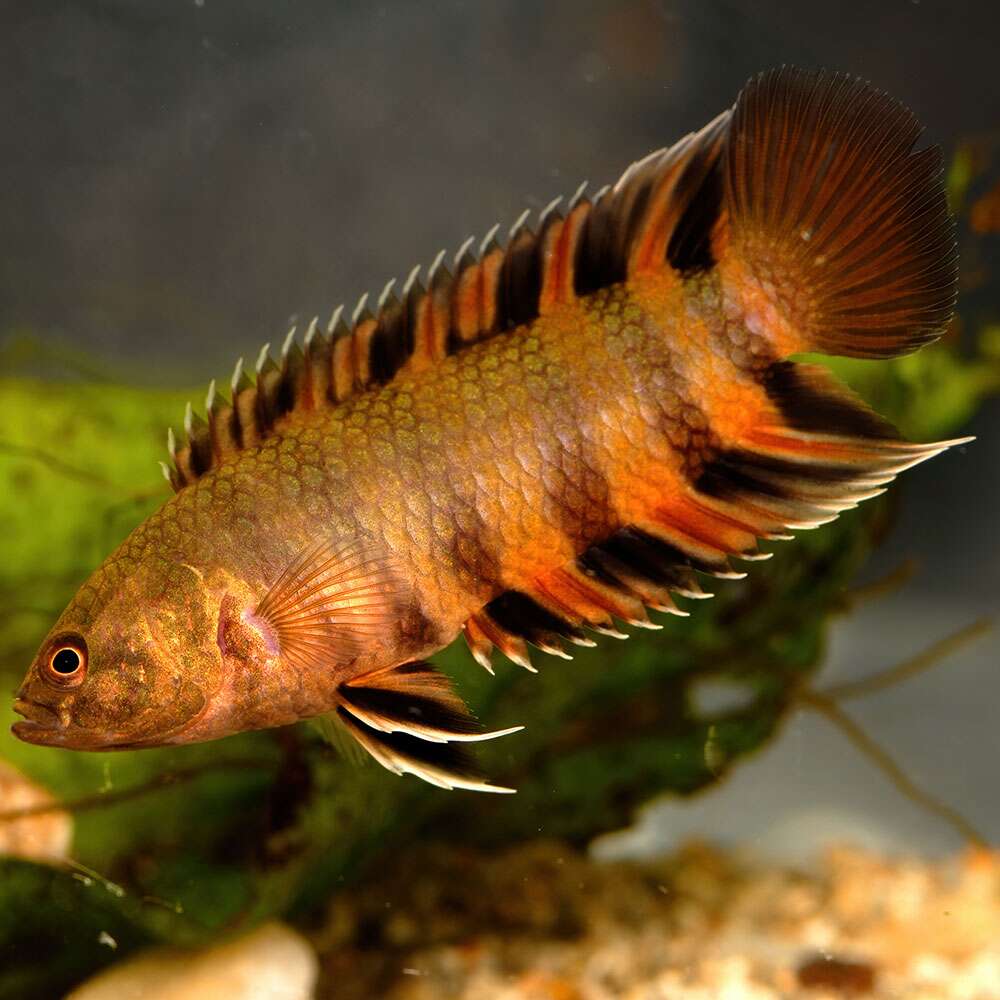 ORANGE CTENOPOMA VF 3-5CM (Microctenopoma ansorgii)