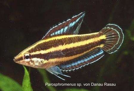 LAKRISGURAMI GUNAWANI VF (Parosphromenus gunawani)