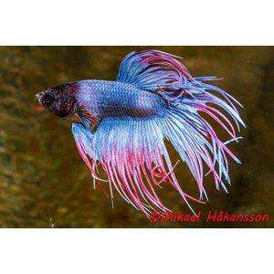 KAMPFISK CROWNTAILMIX FÄRG HANE