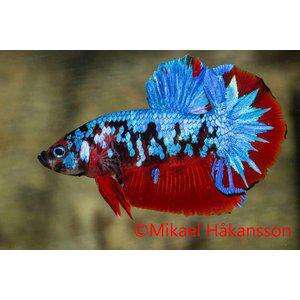 KAMPFISK PKHM GALAXY CANDY HANE