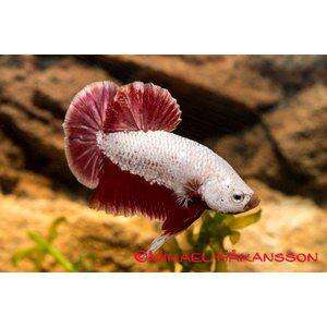 KAMPFISK PKHM DRAGON RED HANE