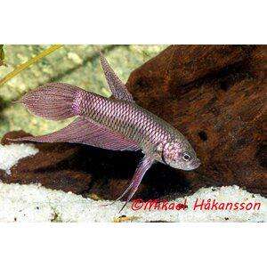 BETTA ALIEN COPPERRED HANE