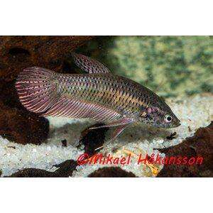 BETTA ALIEN COPPERRED HONA