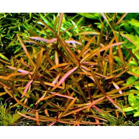 Hygrophila sp. Araguaia invitro