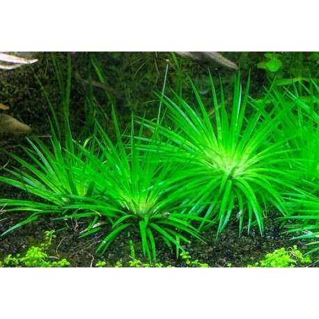 Eriocaulon Cinereum polaris  invitro