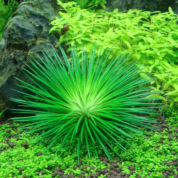 Eriocaulon Cinereum polaris  invitro