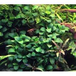 Anubias nana bonsai - invitro