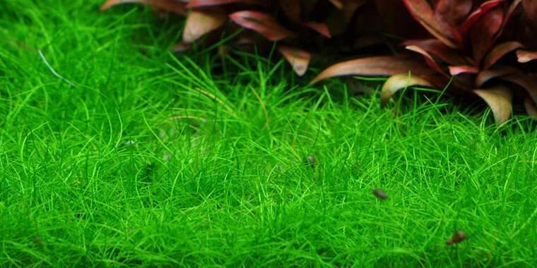 Eleocharis sp. mini - invitro