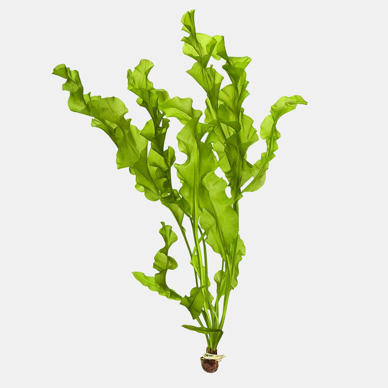 Aponogeton ulvaceus, løk