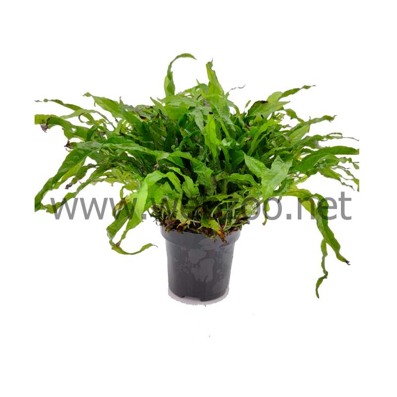 Microsorum mini XL Mother plant