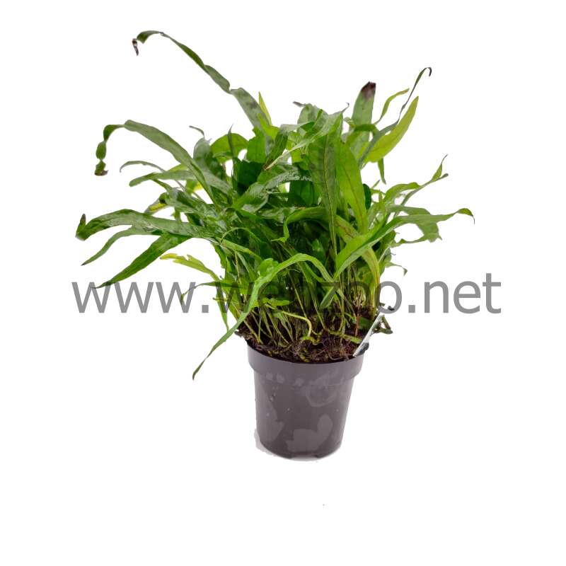 Microsorum minor (thin leaves) XL Mother plant