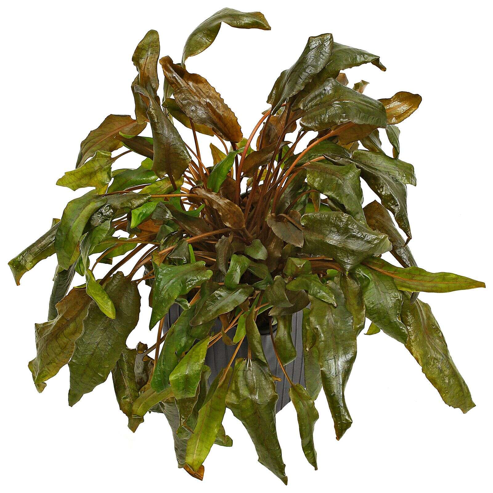 Cryptocoryne species brown