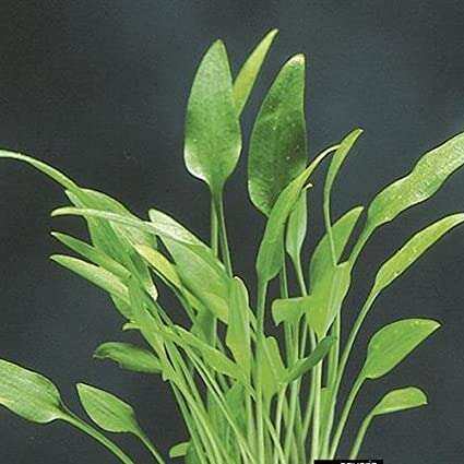 Cryptocoryne Amicorum
