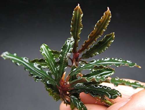 Bucephalandra Biblis