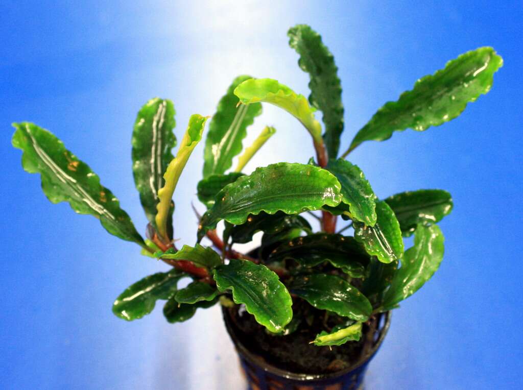 Bucephalandra Green Velvet