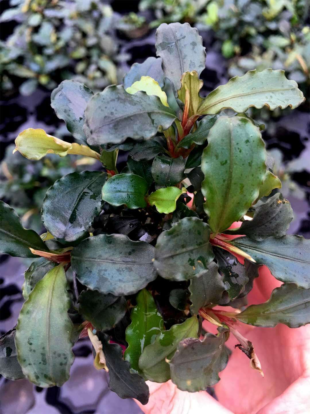 Bucephalandra theia Green