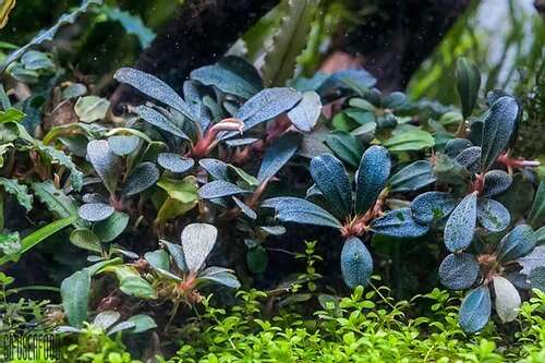 Bucephalandra Lamandau