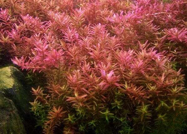 Rotala Rotundifolia
