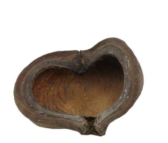 Aqualex Thelambu pods