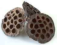 Aqualex Lotus Pods 3stk