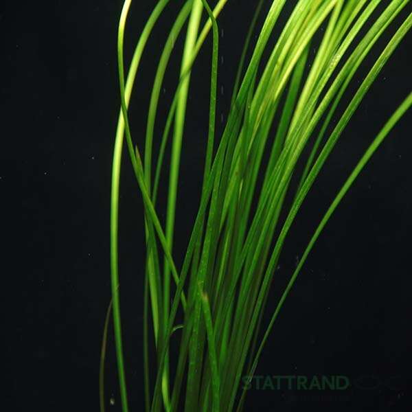 Vallisneria natans
