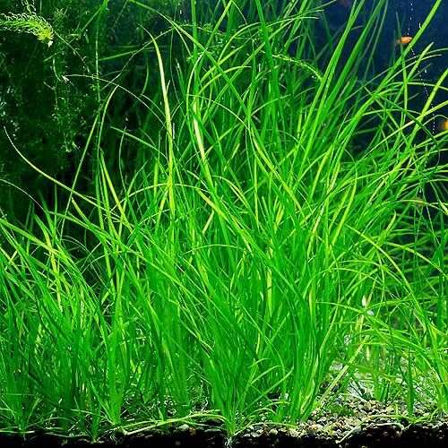 Vallisneria natans