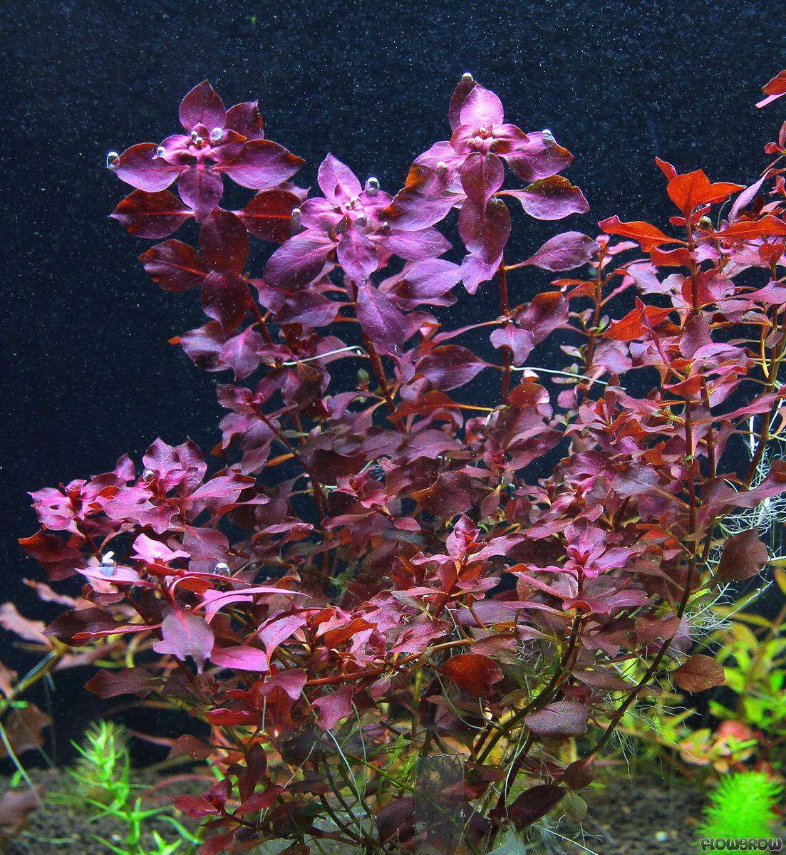 Ludwigia Palustris Super Red