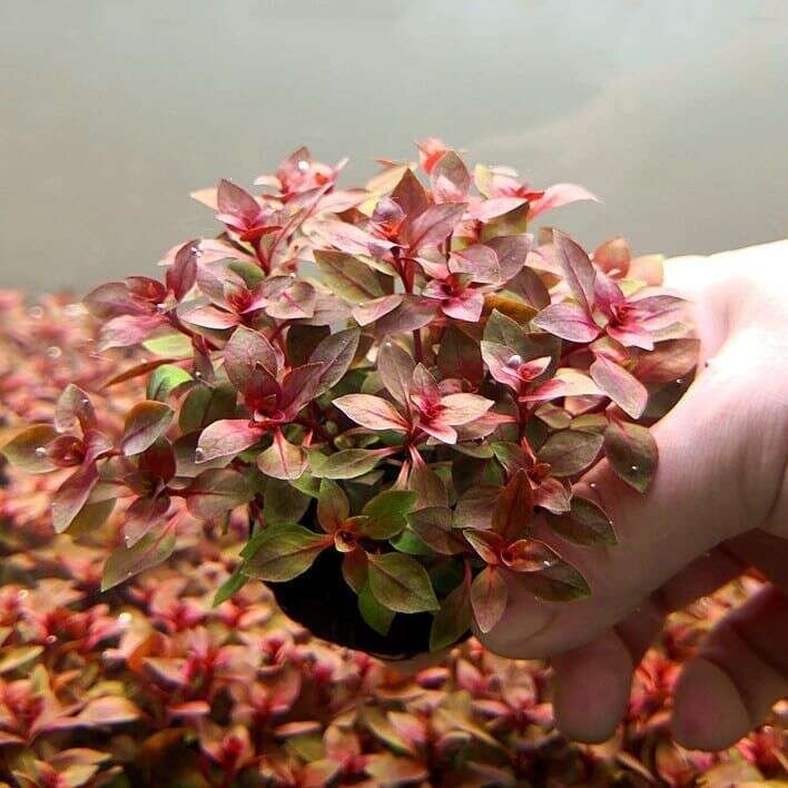 Ludwigia Palustris Super Red