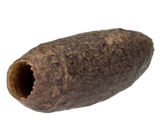 Aqualex Jecetiba Kapsel, Cariniana legalis