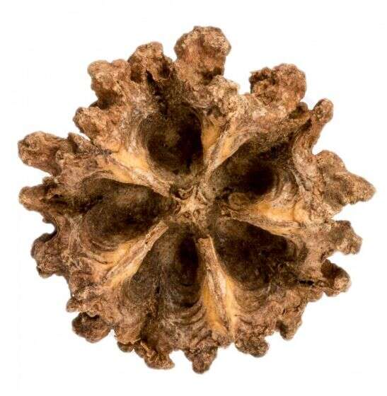 Aqualex Mamoninha kapsel 5stk