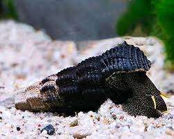 Tylomelania.sp Gulflekket Sulawesisnegle