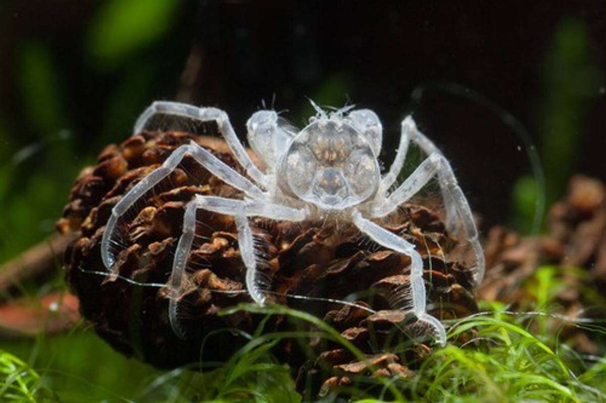 Limnopilos naiyanetri, Microkrabbe