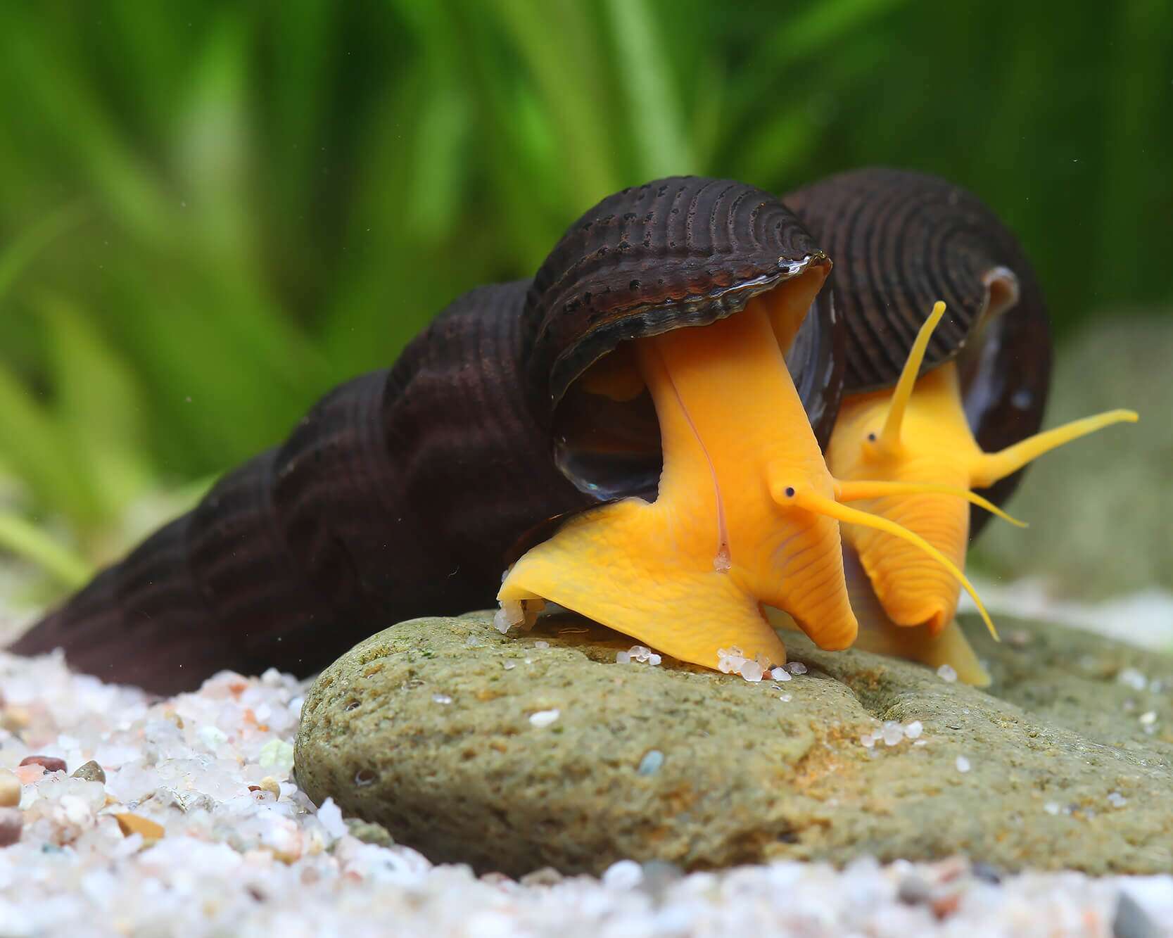 Tylomelania.sp Gullfarget Sulawesisnegle