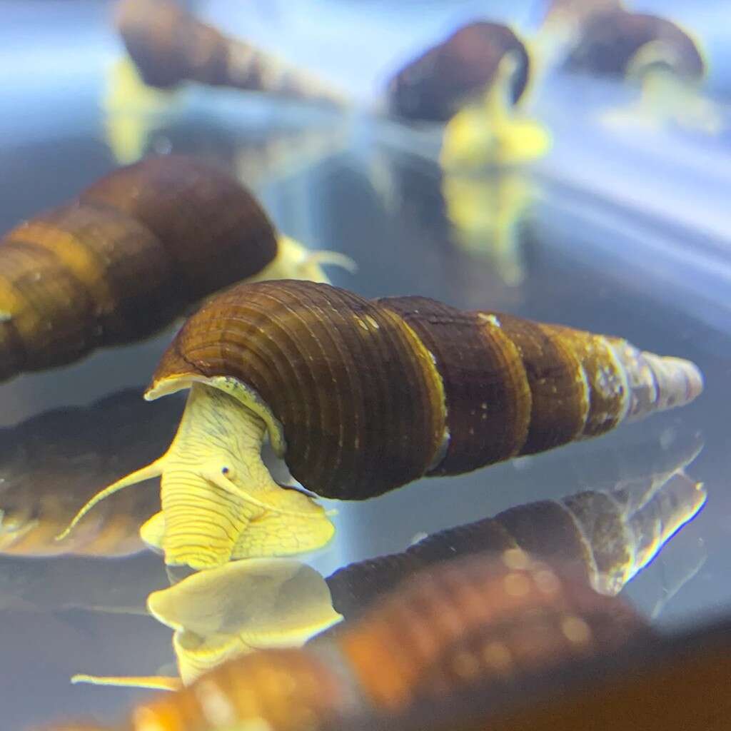 Tylomelania.sp Gul Sulawesisnegle