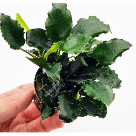 Anubias barteri var. nana "Kirin"