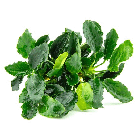 Anubias barteri var. nana "Kirin"