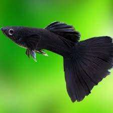 Guppy Black Velvet
