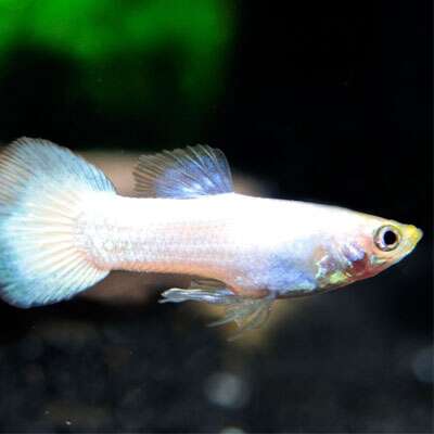 Guppy Snowwhite