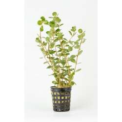 Rotala sp Green