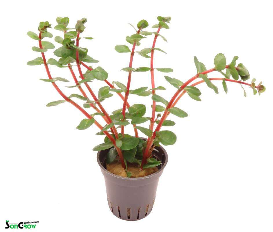 Rotala Rotundifolia Orange Juice