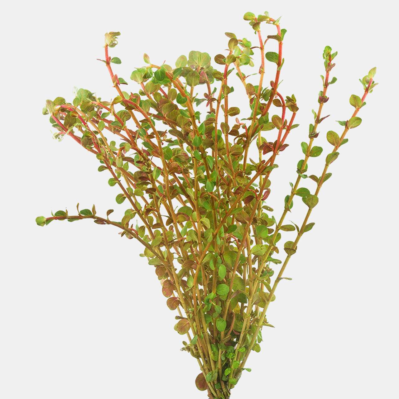 Rotala Vietnam Hra